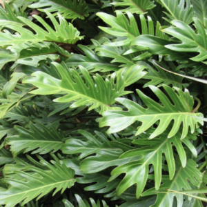 Philodendron xanadu (Thaumatophyllum xanadu) - Tube Stock